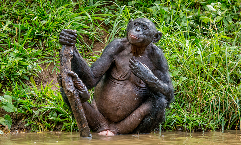 Why do female bonobos have more sex than with males?